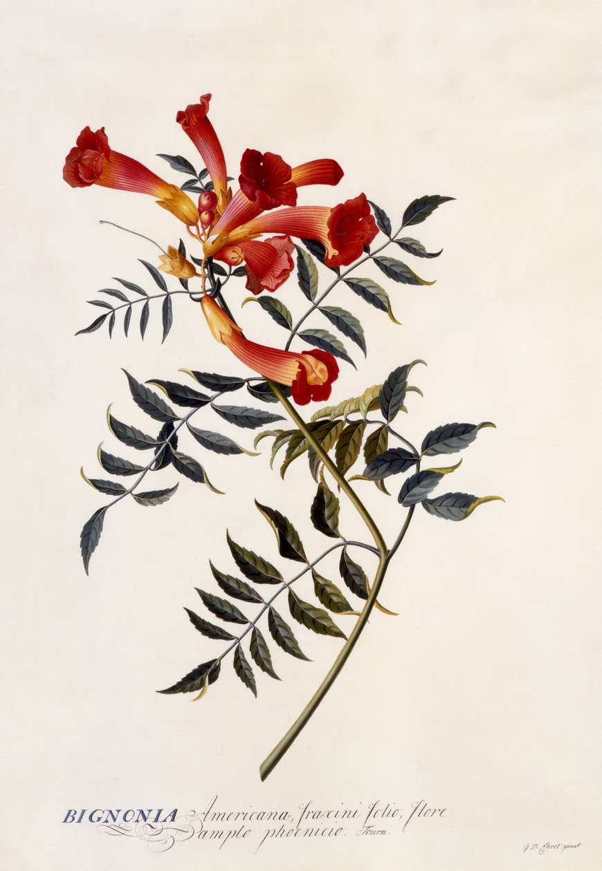 Bignonia Americana ، c.1743 (نقش يدوي) بواسطة جورج ديونيسيوس إهريت