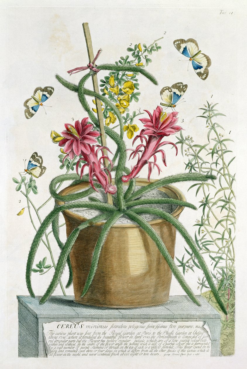 Cereus Minimus ، c.1745 (ليثو ملون) بواسطة جورج ديونيسيوس إهريت