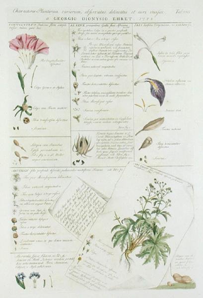 شخصيات الزهور ، من "Plantae et Papiliones Rariores" ، تم نشره في 1748-59 (طباعة ملونة باليد) بواسطة جورج ديونيسيوس إهريت