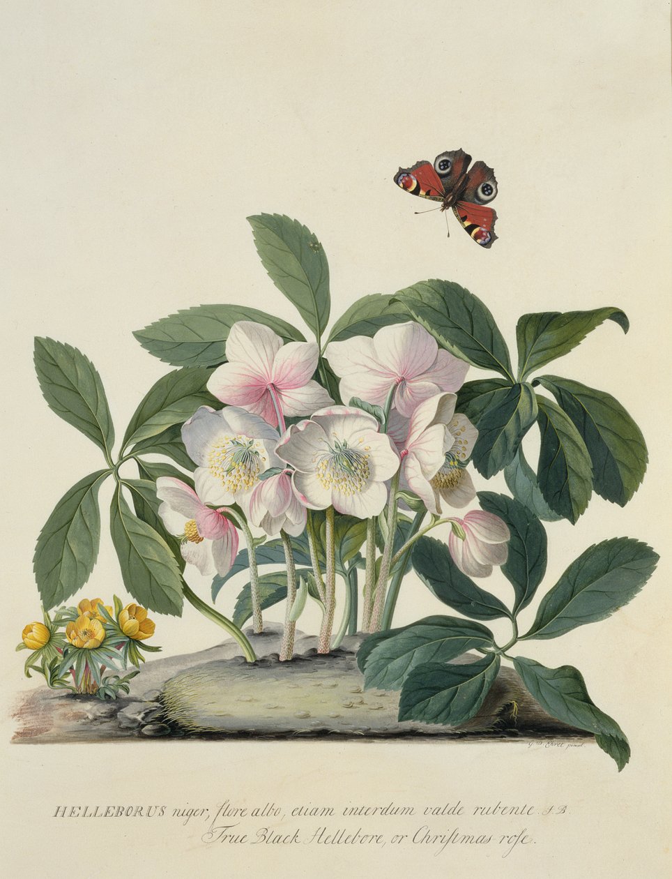 Helleborus النيجر بواسطة جورج ديونيسيوس إهريت