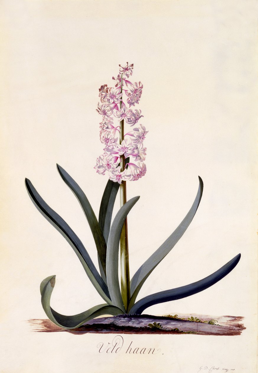 صفير &39;Veld Haan&39; ، c.1744 (نقش يدوي) بواسطة جورج ديونيسيوس إهريت