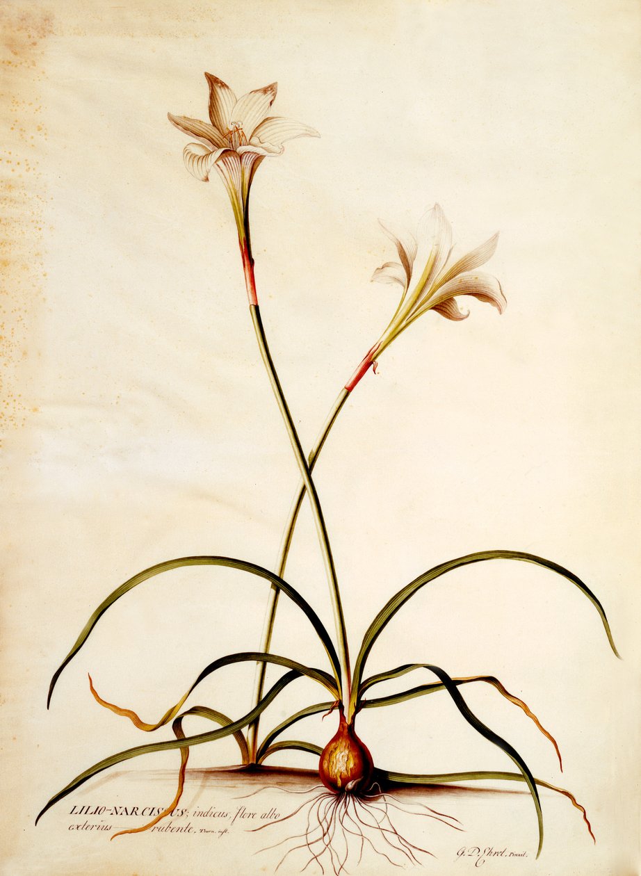 Lilio Narcissus، c.1745 (نقش يدوي) بواسطة جورج ديونيسيوس إهريت