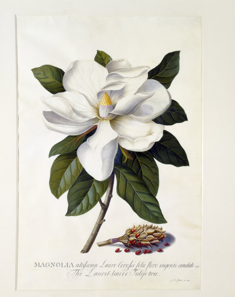 ماغنوليا غرانديفلورا ، c.1743 (نقش يدوي) بواسطة جورج ديونيسيوس إهريت