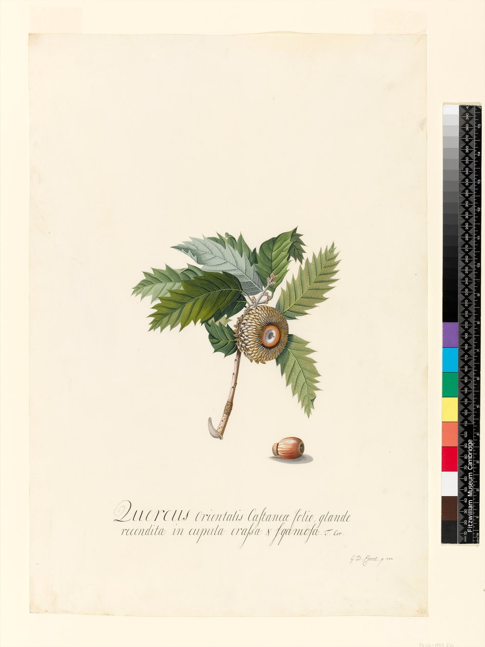 Quercus Orientalis ، 1742 (مرحاض ولون بودي على الرق) بواسطة جورج ديونيسيوس إهريت