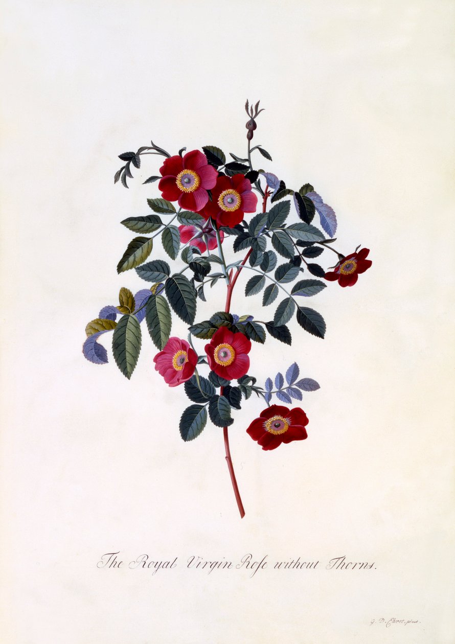 The Royal Virgin Rose بدون شوك ، ج. 1745 نقش ملون باليد. بواسطة "جورج ديونيسيوس إيريت