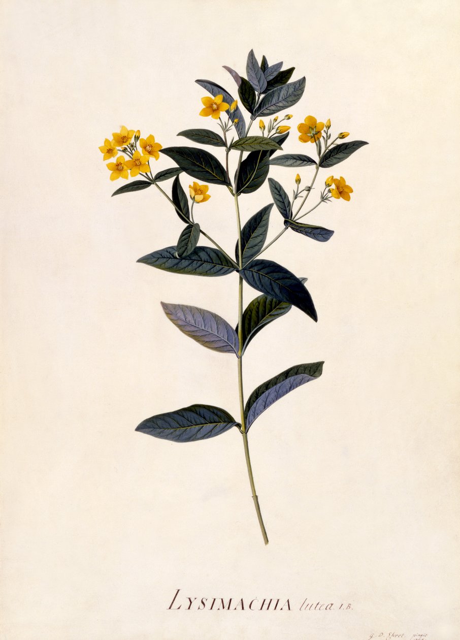 الأصفر Loosestrife ، c.1760 (النقش اليدوي) بواسطة جورج ديونيسيوس إهريت