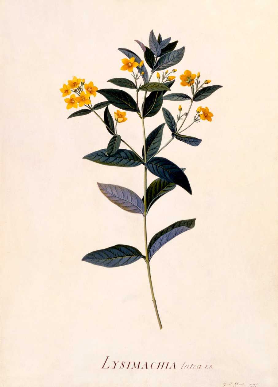 Loosestrife الأصفر ، ج 1760 نقش ملون يدويًا. بواسطة "جورج ديونيسيوس إيريت