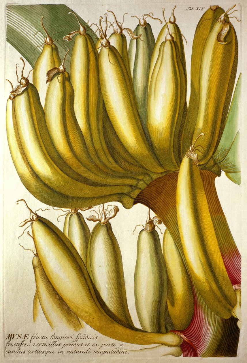 الموز الصغير ، من CJ Trew "s" Plantae Selectae "، 1750-1773 بواسطة جورج ديونيسيوس إهريت
