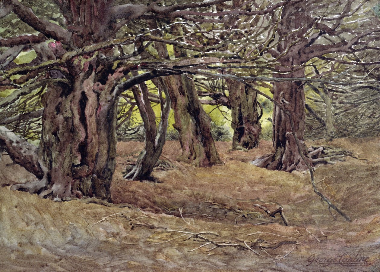 Yews in the Old Yew Wood ، إيرل من Radnor&39;s Estate ، بالقرب من Salisbury (ألوان مائية) بواسطة جورج كارلين