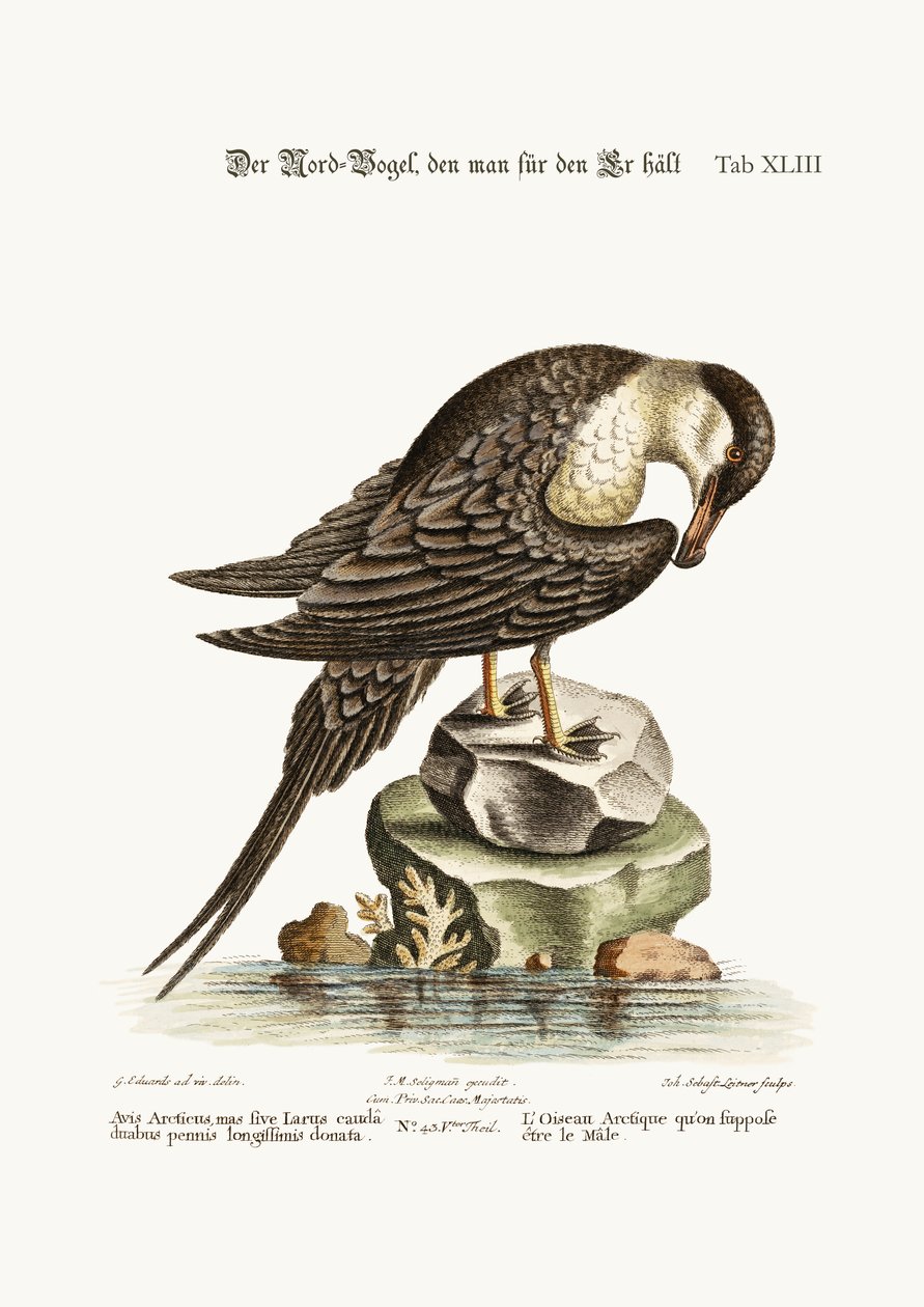 The Arctick Bird ، المفترض أن يكون الديك ، 1749-1773 بواسطة جورج إدواردز