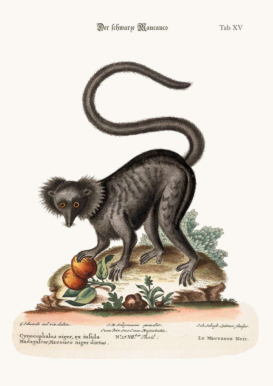 Maucauco الأسود ، 1749-1773 بواسطة جورج إدواردز