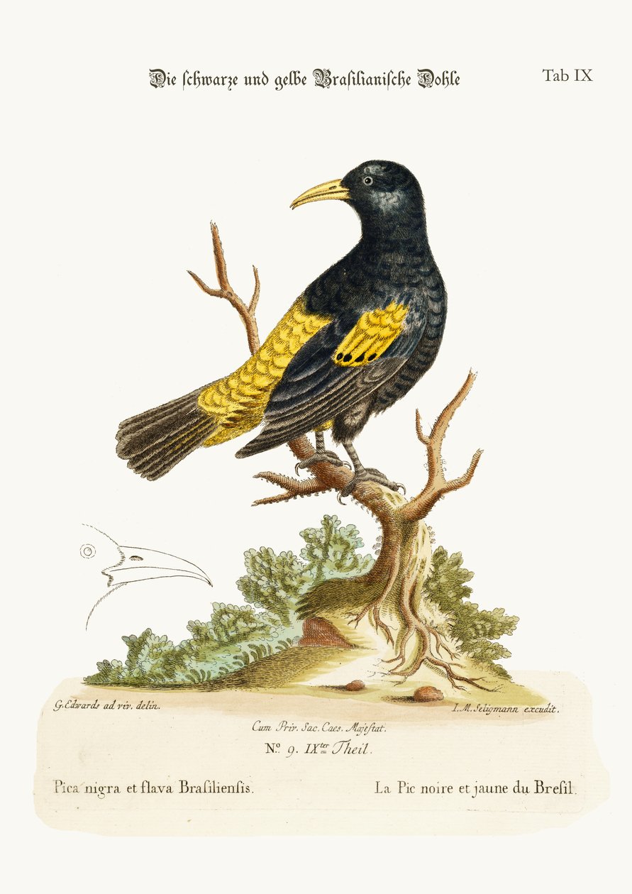 داو الأسود والأصفر للبرازيل ، 1749-1773 بواسطة جورج إدواردز