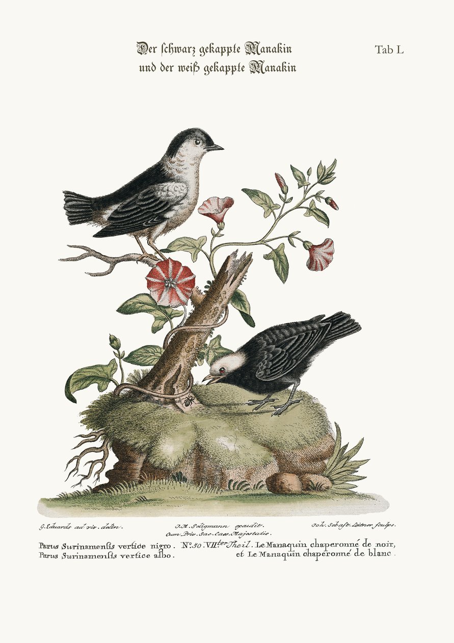 المناكين المغطاة باللون الأسود ، والمناكين المغطاة باللون الأبيض ، 1749-1773 بواسطة جورج إدواردز