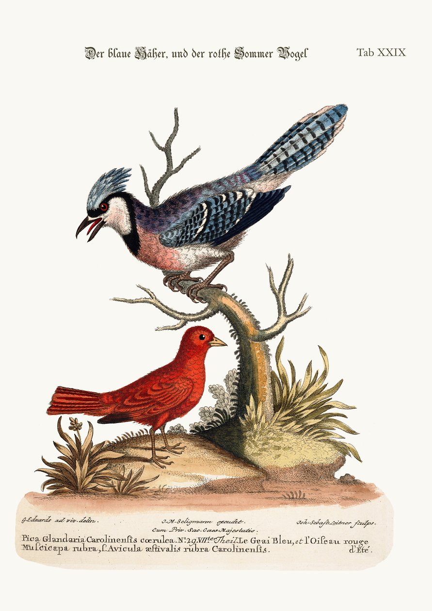 The Blue Jay و the Summer Red-Bird ، 1749-73 بواسطة جورج إدواردز