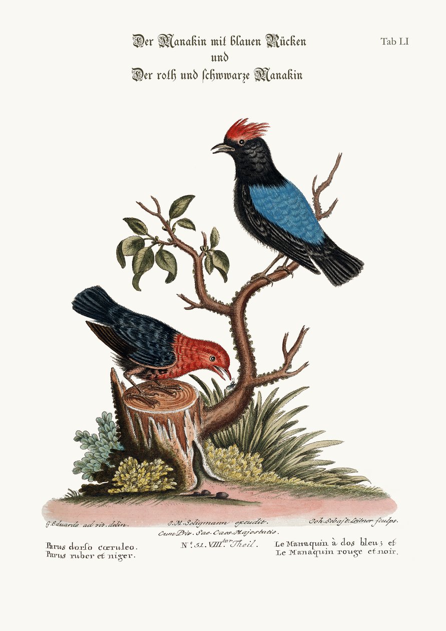 المناكين المدعومة باللون الأزرق ، والمناقي الأحمر والأسود ، 1749-1773 بواسطة جورج إدواردز