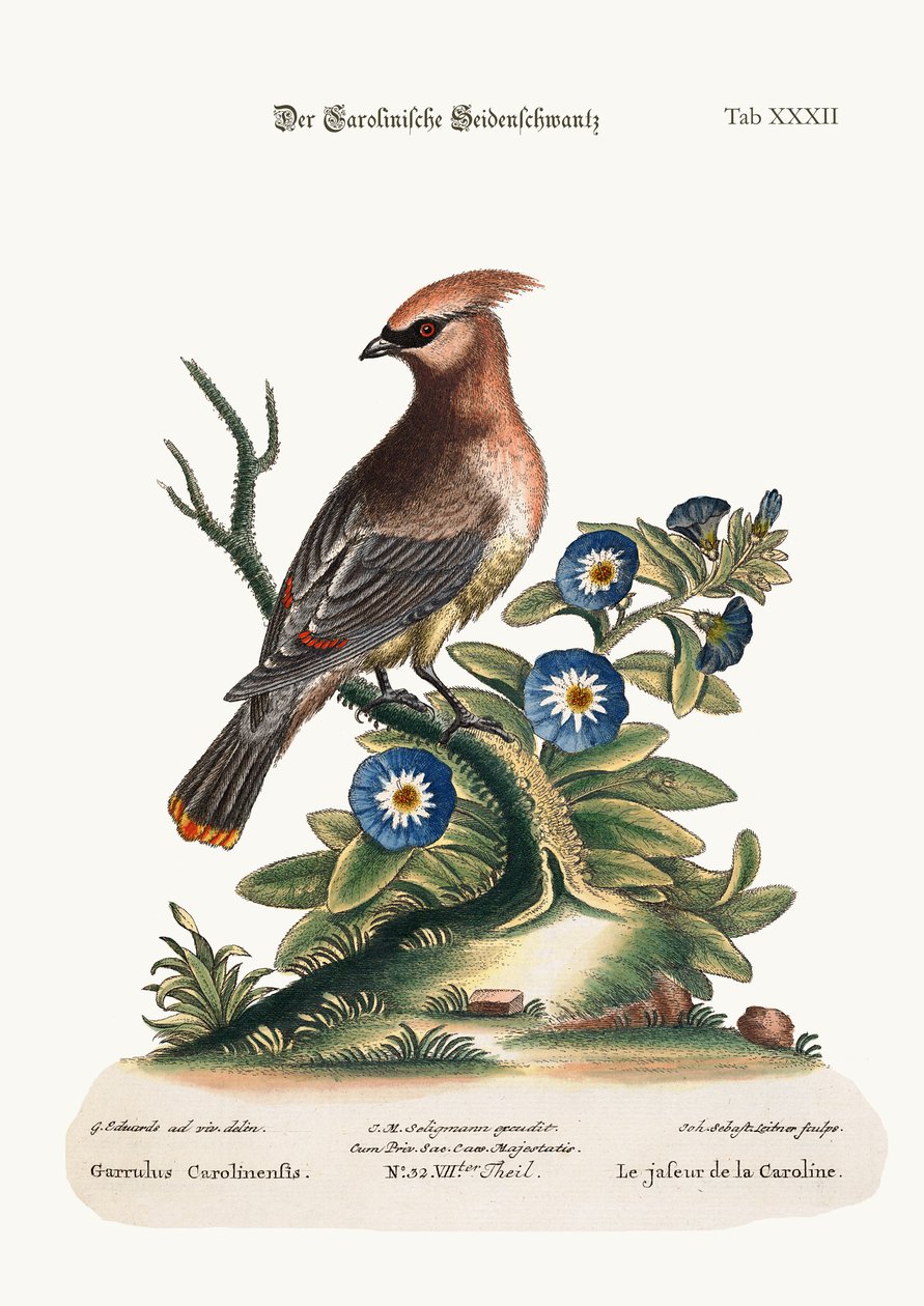 الثرثرة من كارولينا ، 1749-1773 بواسطة جورج إدواردز