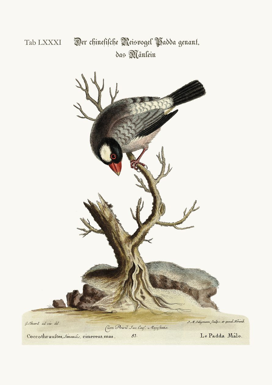 The Cock Padda or Rice-Bird، 1749-73 بواسطة جورج إدواردز