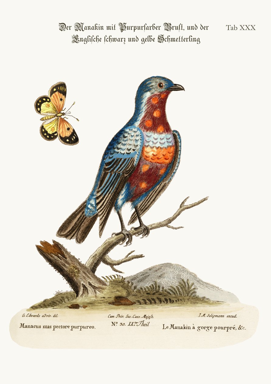 The Manakin ذو الصدر الأرجواني ، 1749-1773 بواسطة جورج إدواردز