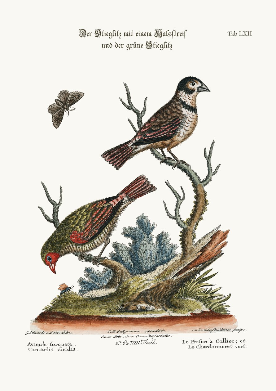 Collared Finch ، و Green Goldfinch ، 1749-73 بواسطة جورج إدواردز