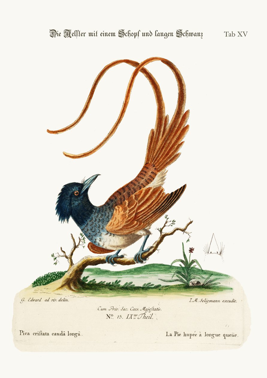 ال Pye المتوج طويل الذيل ، 1749-1773 بواسطة جورج إدواردز