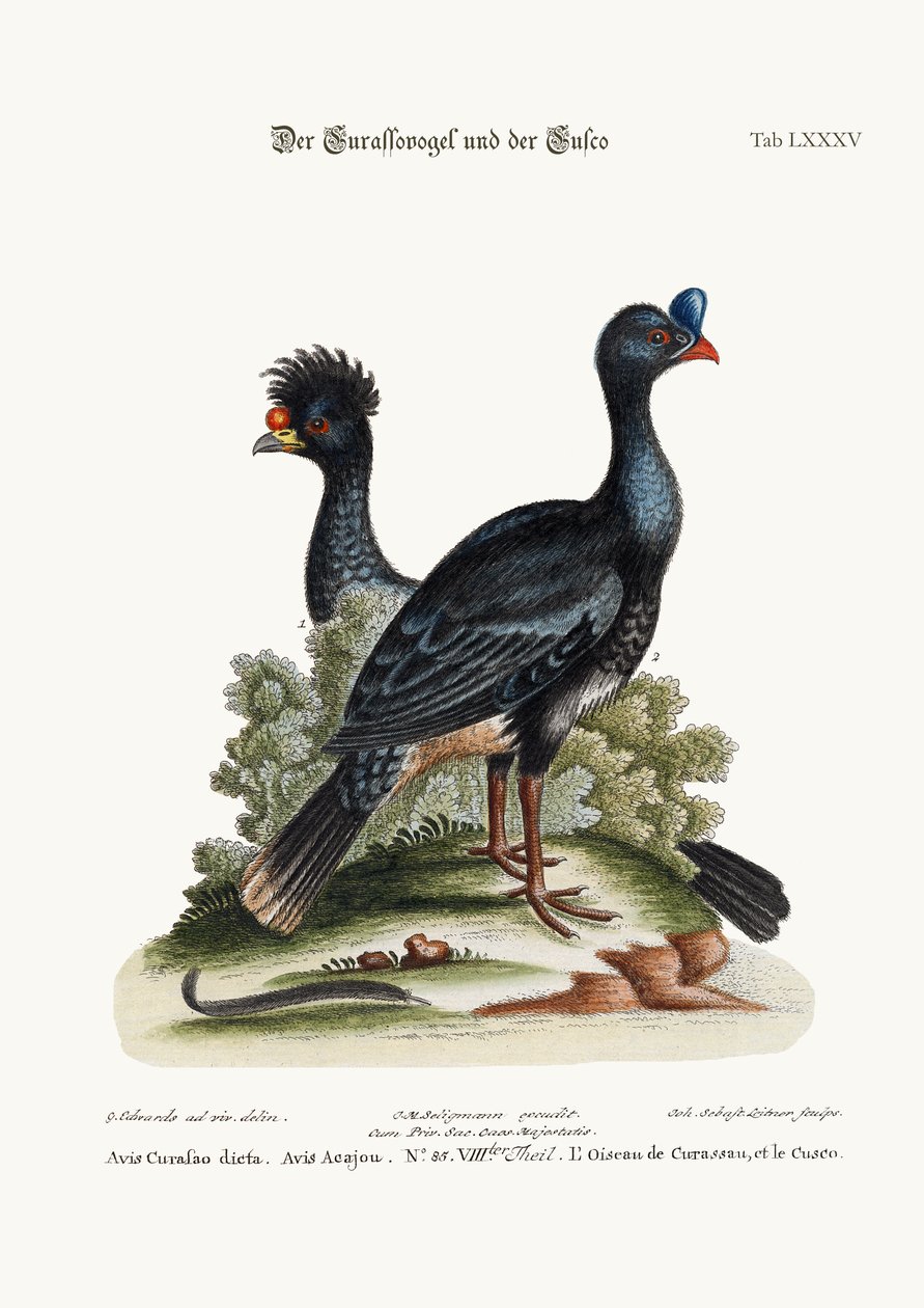 The Curasso-Bird ، و Cushew-Bird ، 1749-1773 بواسطة جورج إدواردز