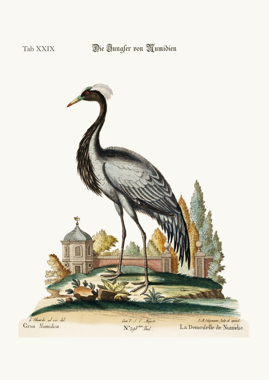 ديموزيل نوميديا ، 1749-1773 بواسطة جورج إدواردز