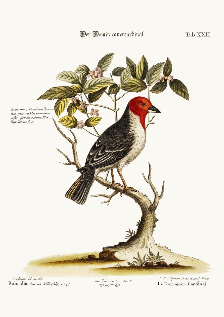 الدومينيكان كاردينال ، 1749-1773 بواسطة جورج إدواردز