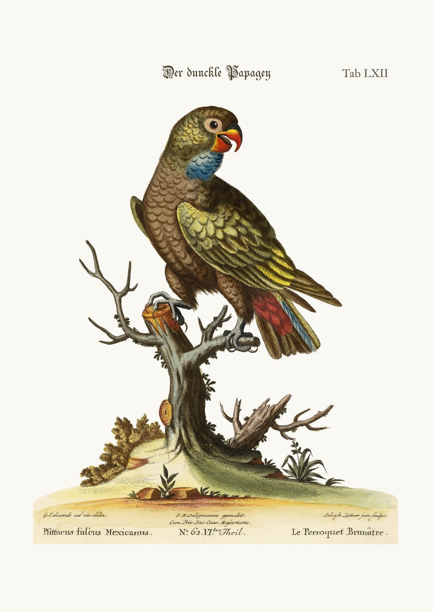 The Dusky Parrot ، 1749-73 بواسطة جورج إدواردز