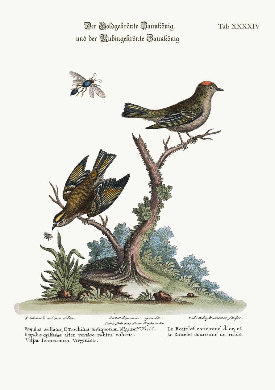 طائر النمنمة المتوج الذهبي ، والطائر النرويجي ، 1749-73 بواسطة جورج إدواردز