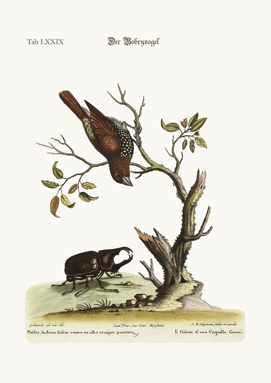 The Gowry Bird ، 1749-1773 بواسطة جورج إدواردز