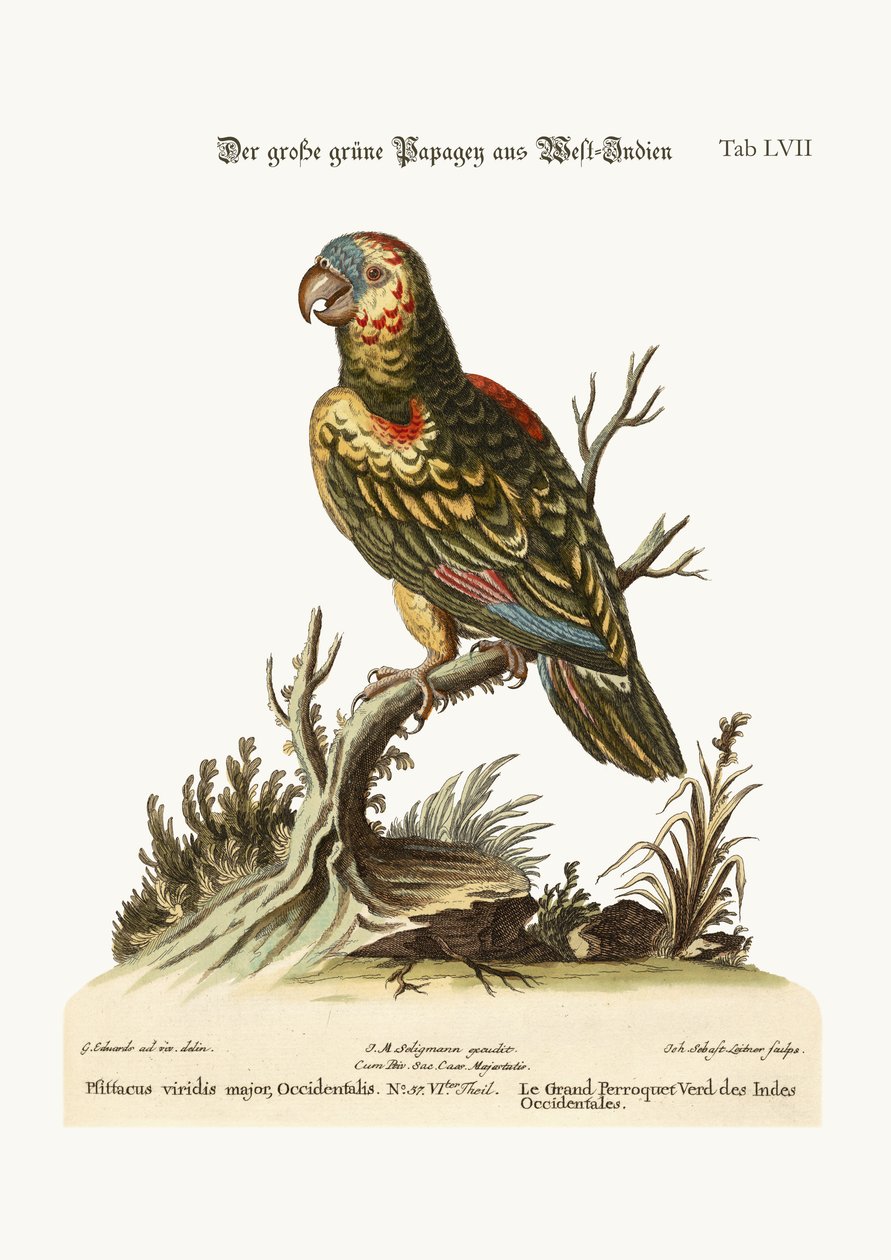 الببغاء الأخضر الكبير ، من جزر الهند الغربية ، 1749-1773 بواسطة جورج إدواردز