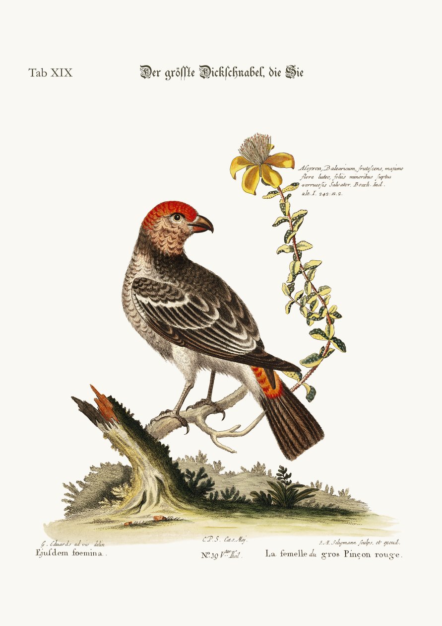 The Greatest Bulfinch-Hen ، 1749-73 بواسطة جورج إدواردز