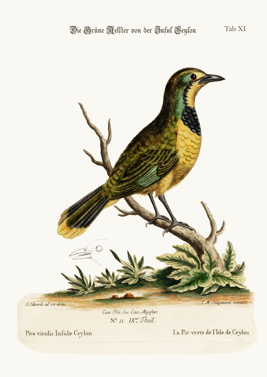 الصبغة الخضراء لجزيرة سيلان ، 1749-1773 بواسطة جورج إدواردز