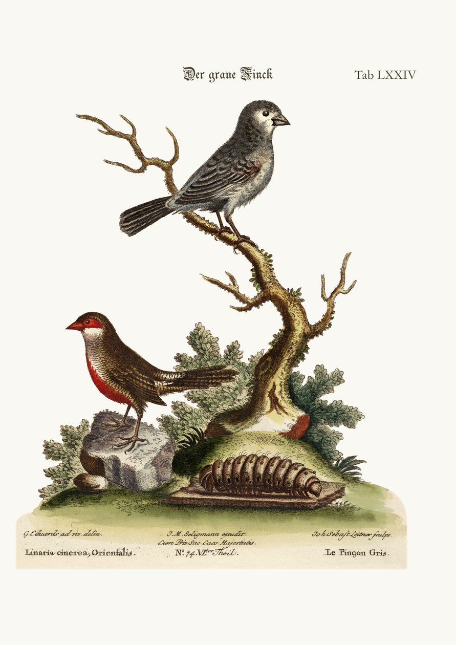 الرمادي فينش. بيل الشمع ، 1749-1773 بواسطة جورج إدواردز