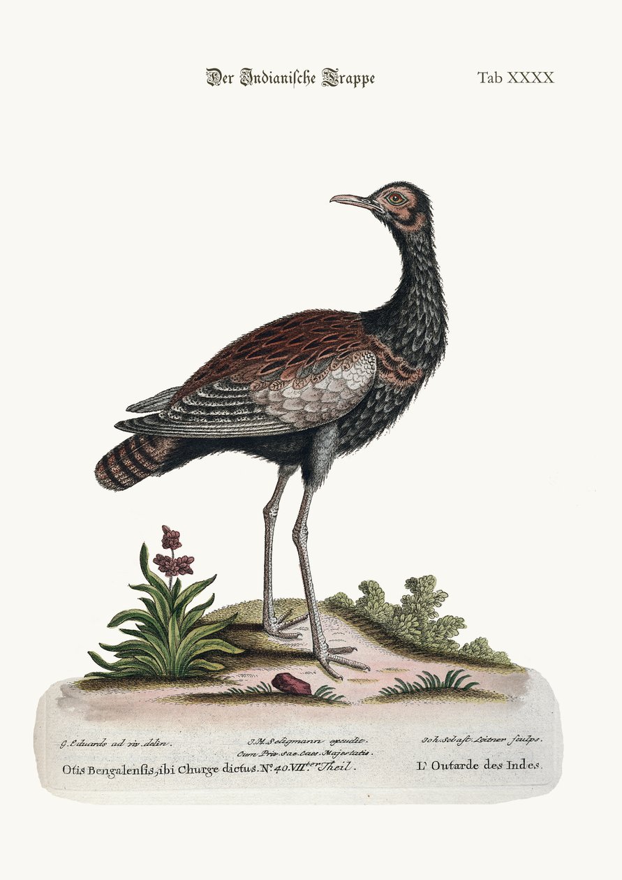 The Indian Bustard ، 1749-1773 بواسطة جورج إدواردز