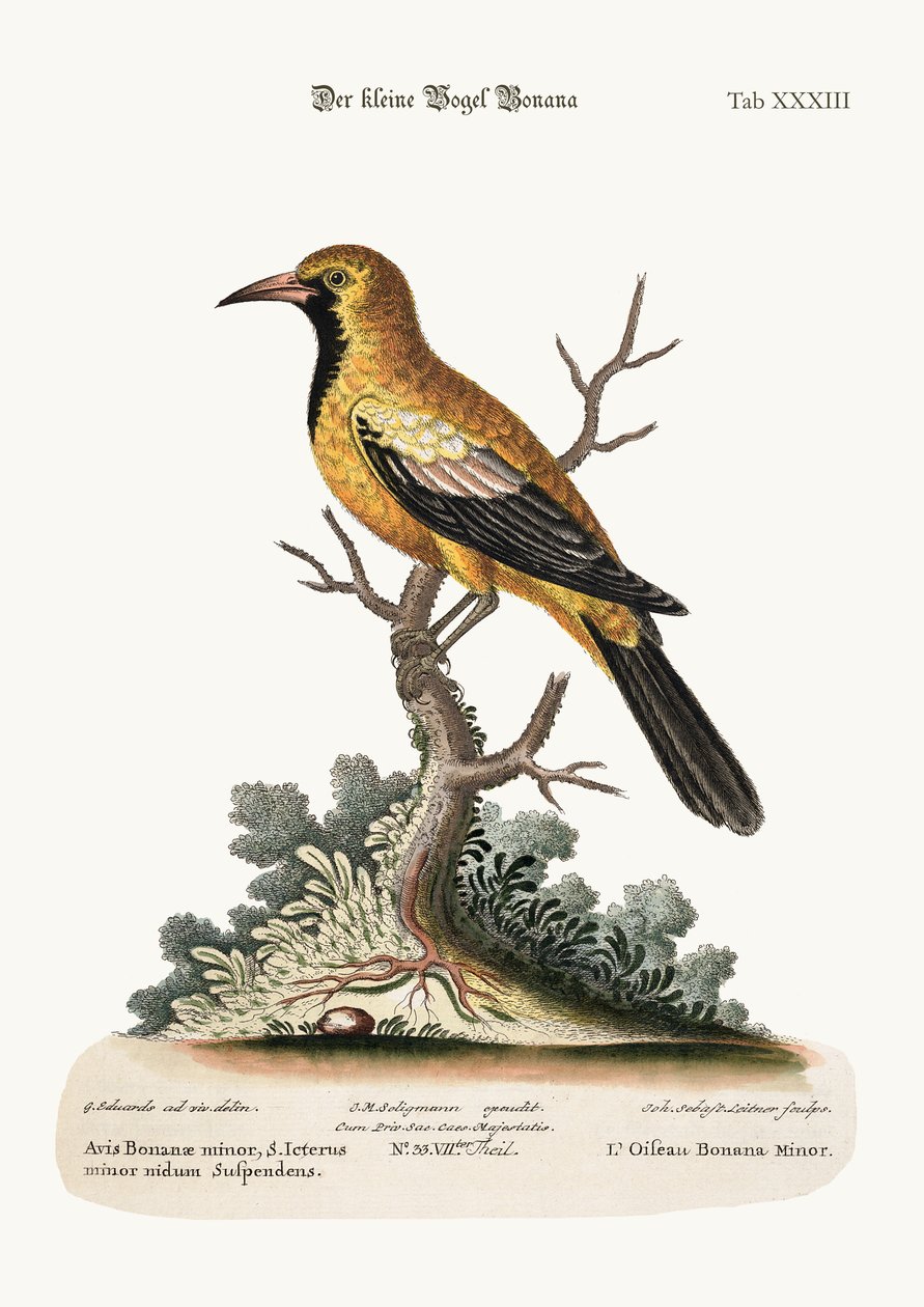 طائر بونانا الصغرى ، 1749-1773 بواسطة جورج إدواردز