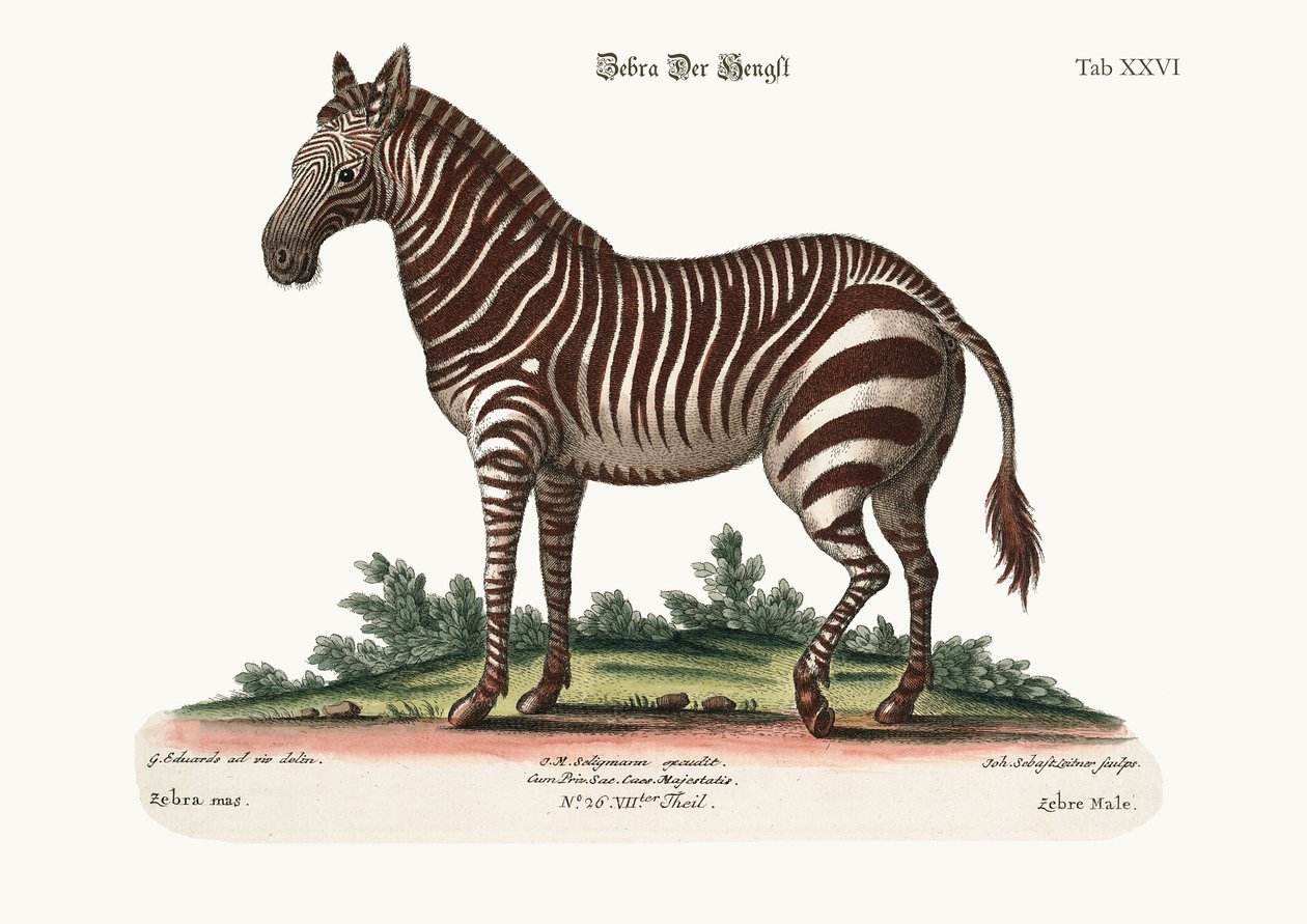 الذكر زيبرا ، 1749-1773 بواسطة جورج إدواردز