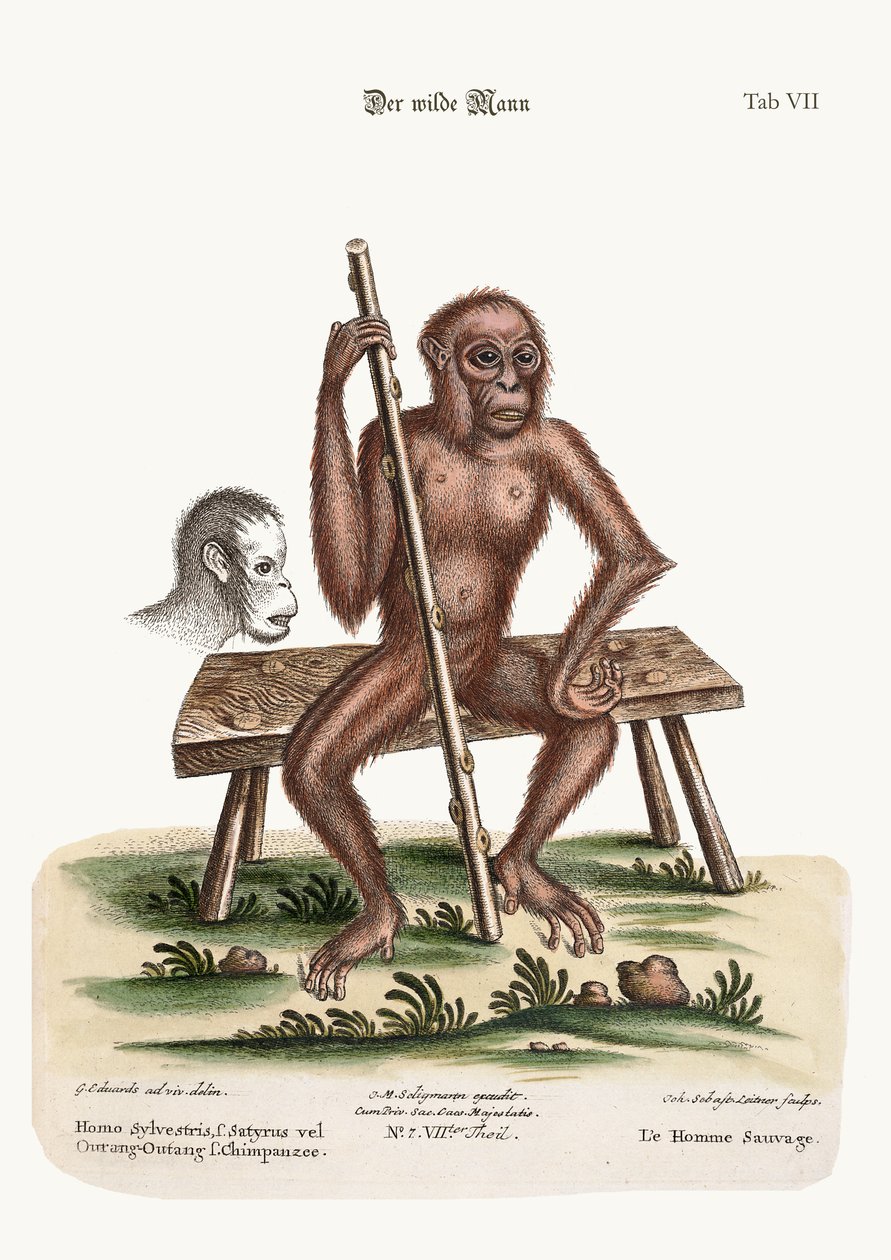 رجل الغابة ، 1749-1773 بواسطة جورج إدواردز