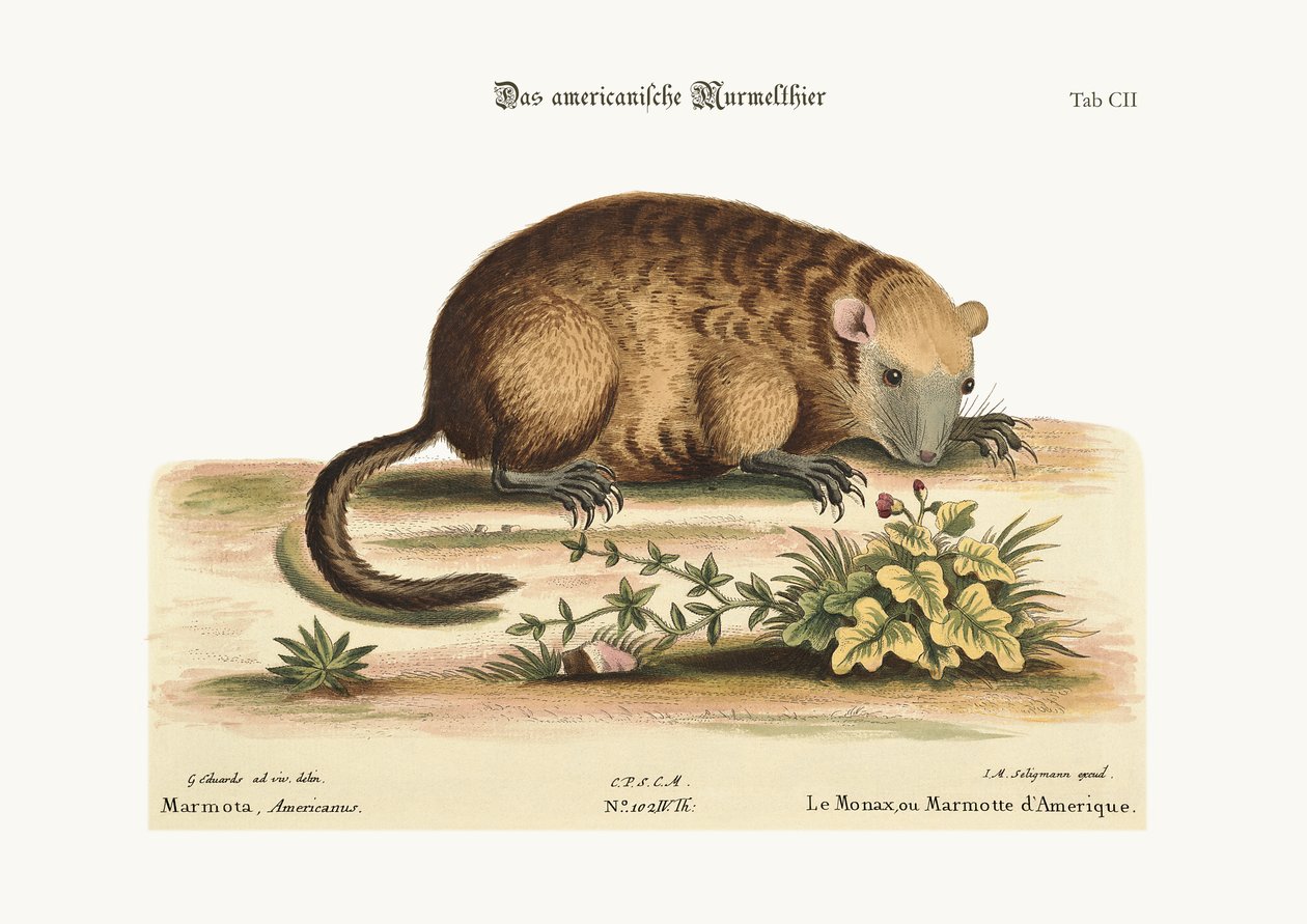 Monax أو Marmotte of America ، 1749-73 بواسطة جورج إدواردز