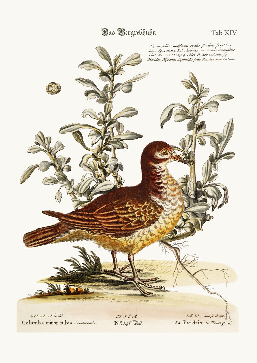 الحجل الجبلي ، 1749-1773 بواسطة جورج إدواردز