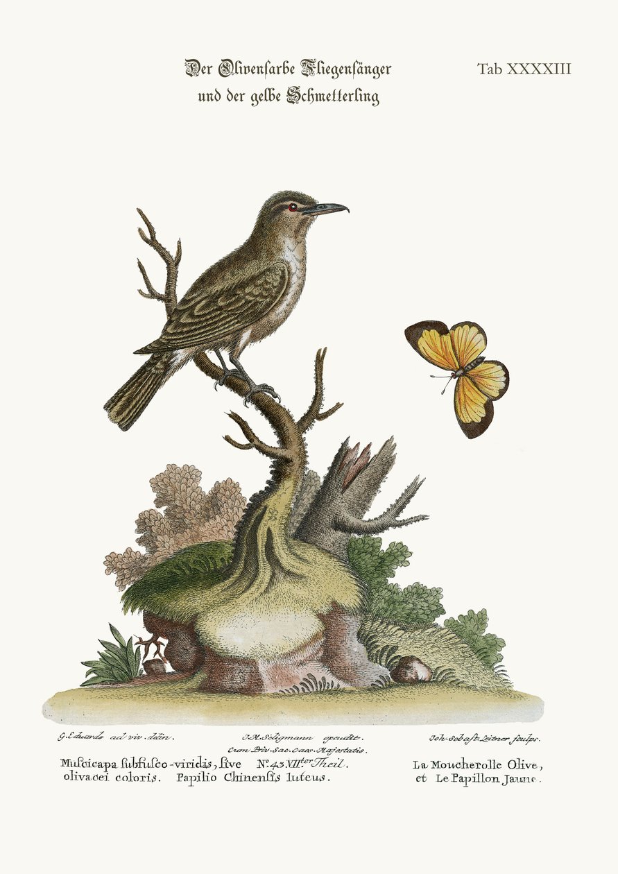 The Flycatcher بلون الزيتون والفراشة الصفراء ، 1749-1773 بواسطة جورج إدواردز
