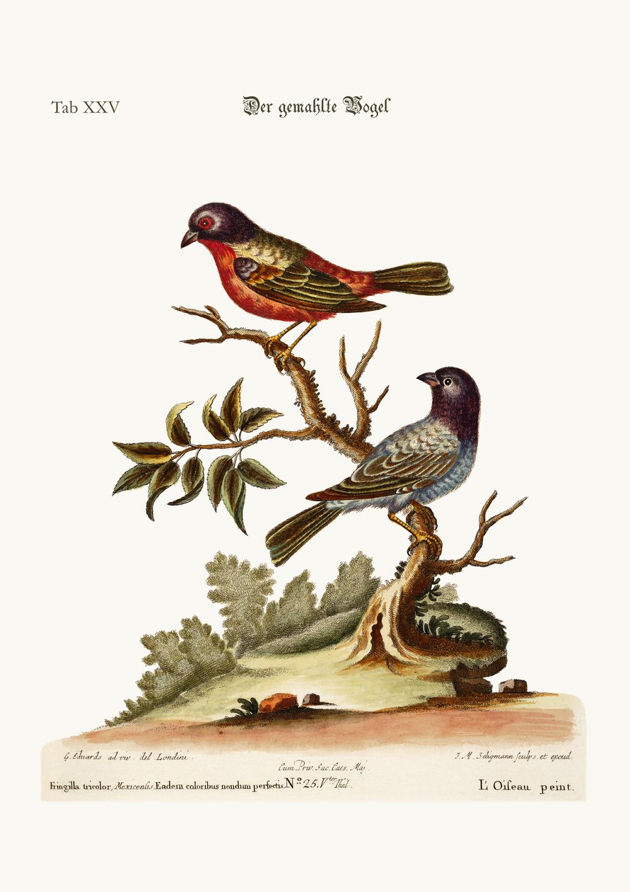 فينش المطلي ، 1749-1773 بواسطة جورج إدواردز