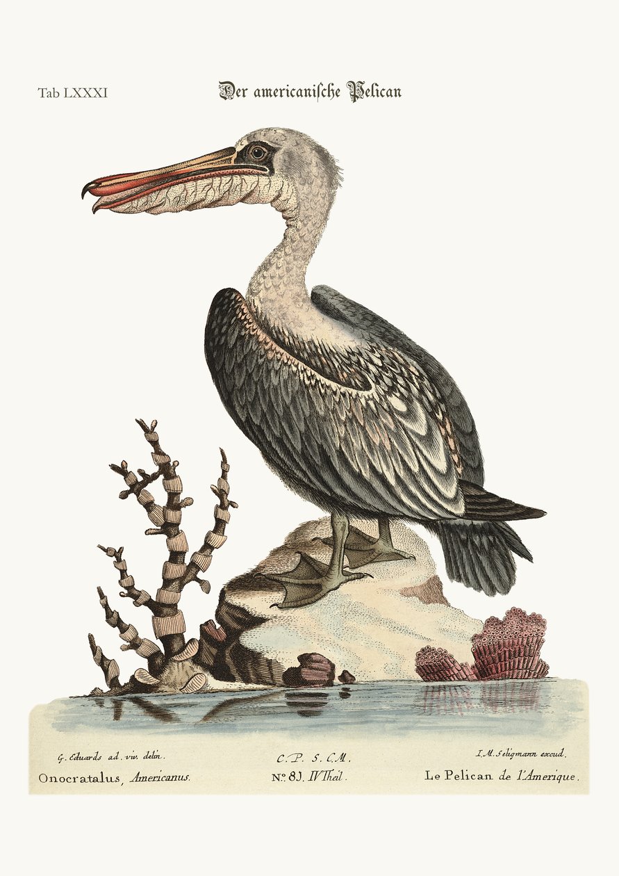 بجع أمريكا ، 1749-1773 بواسطة جورج إدواردز