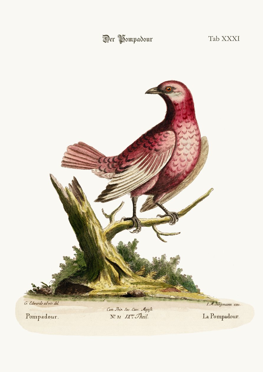 البومبادور ، 1749-1773 بواسطة جورج إدواردز