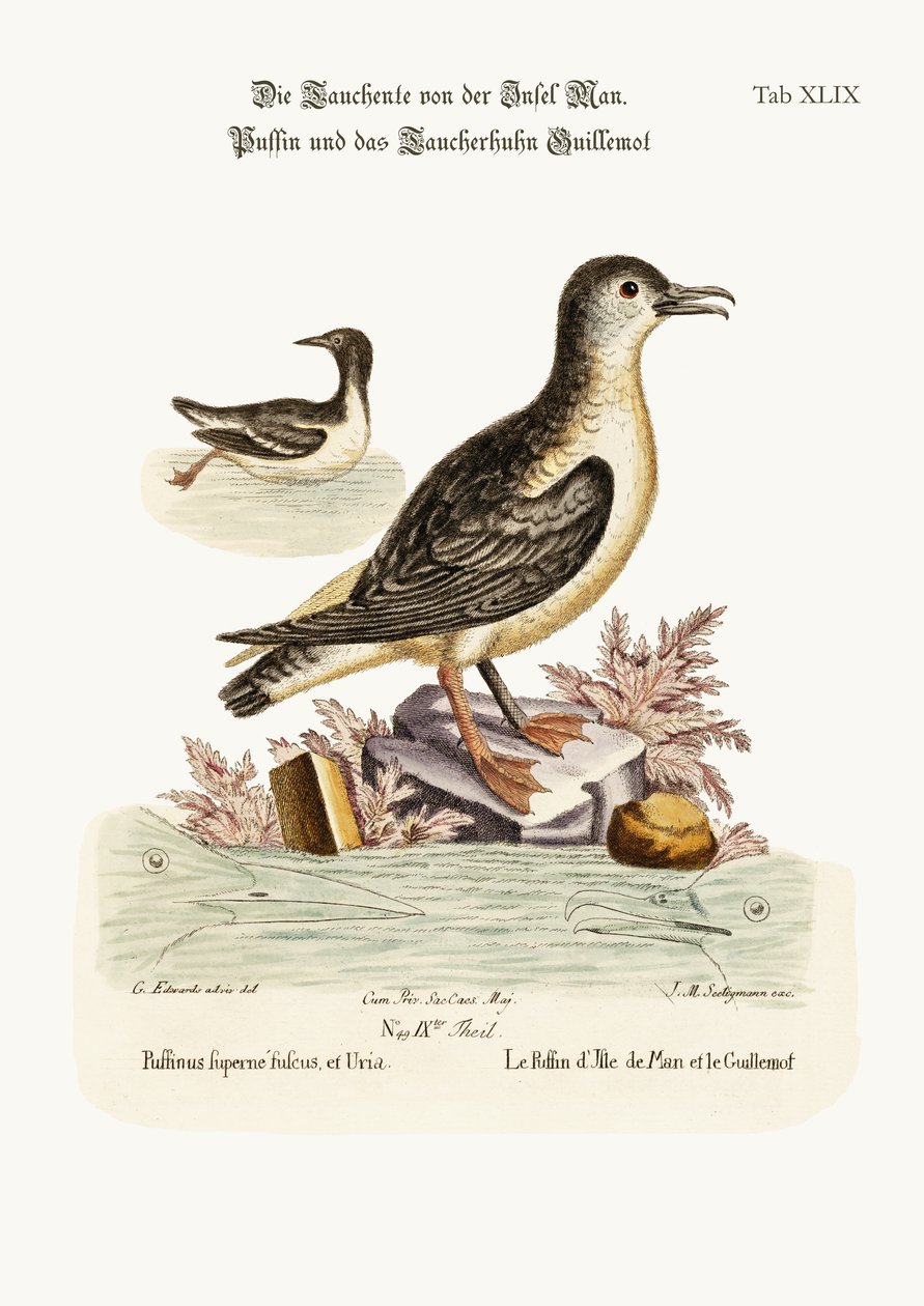 Puffin of Isle of Man ، و Guillemot ، 1749-1773 بواسطة جورج إدواردز