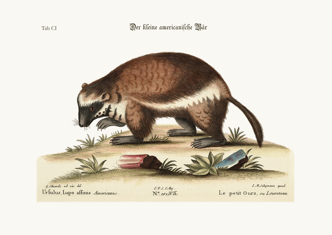 The Quick-Hatch or Wolverene ، 1749-73 بواسطة جورج إدواردز