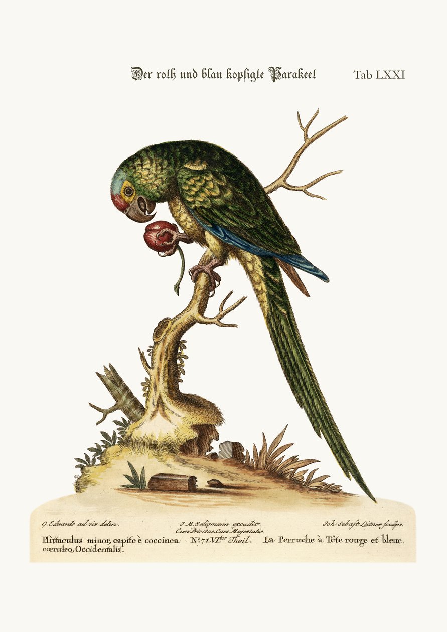 Parrakeet الأحمر والأزرق برأس ، 1749-1773 بواسطة جورج إدواردز