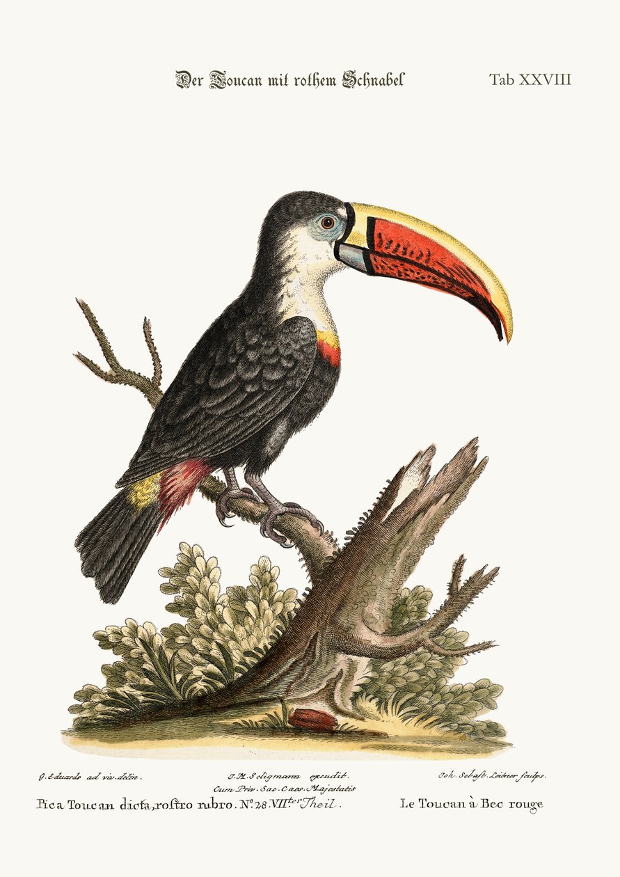 الطوقان ذو المنقار الأحمر ، 1749-1773 بواسطة جورج إدواردز