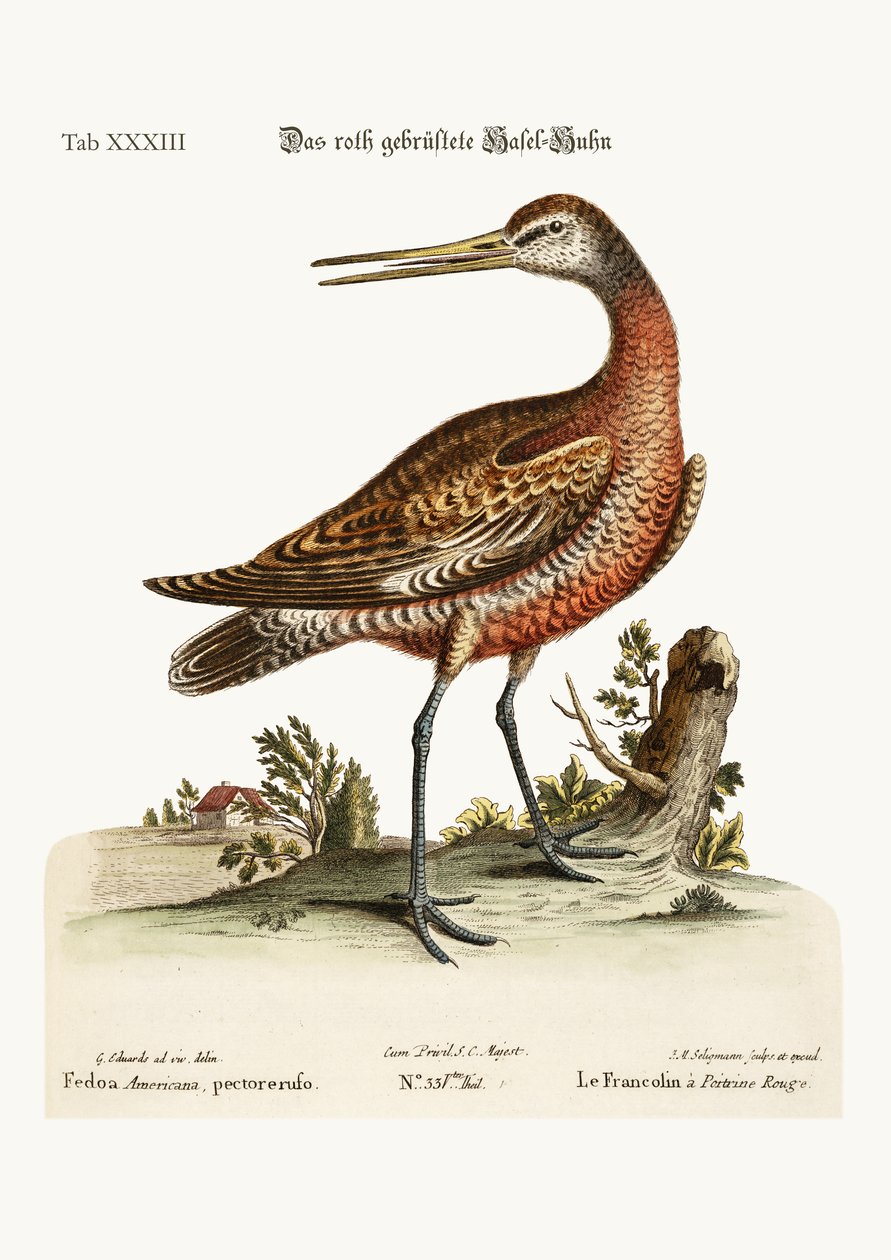 The Godwit ذات الصدر الأحمر ، 1749-1773 بواسطة جورج إدواردز
