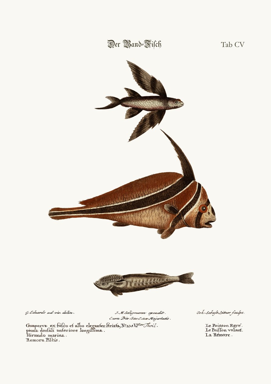 The Ribband-Fish ، 1749-1773 بواسطة جورج إدواردز